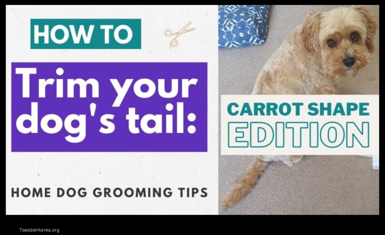 5 Tips for Grooming Your Dog’s Tail