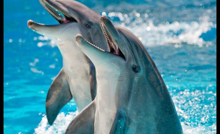 Dolphins on Reddit A Fascinating Look at the World’s Most Intelligent Sea Mammals