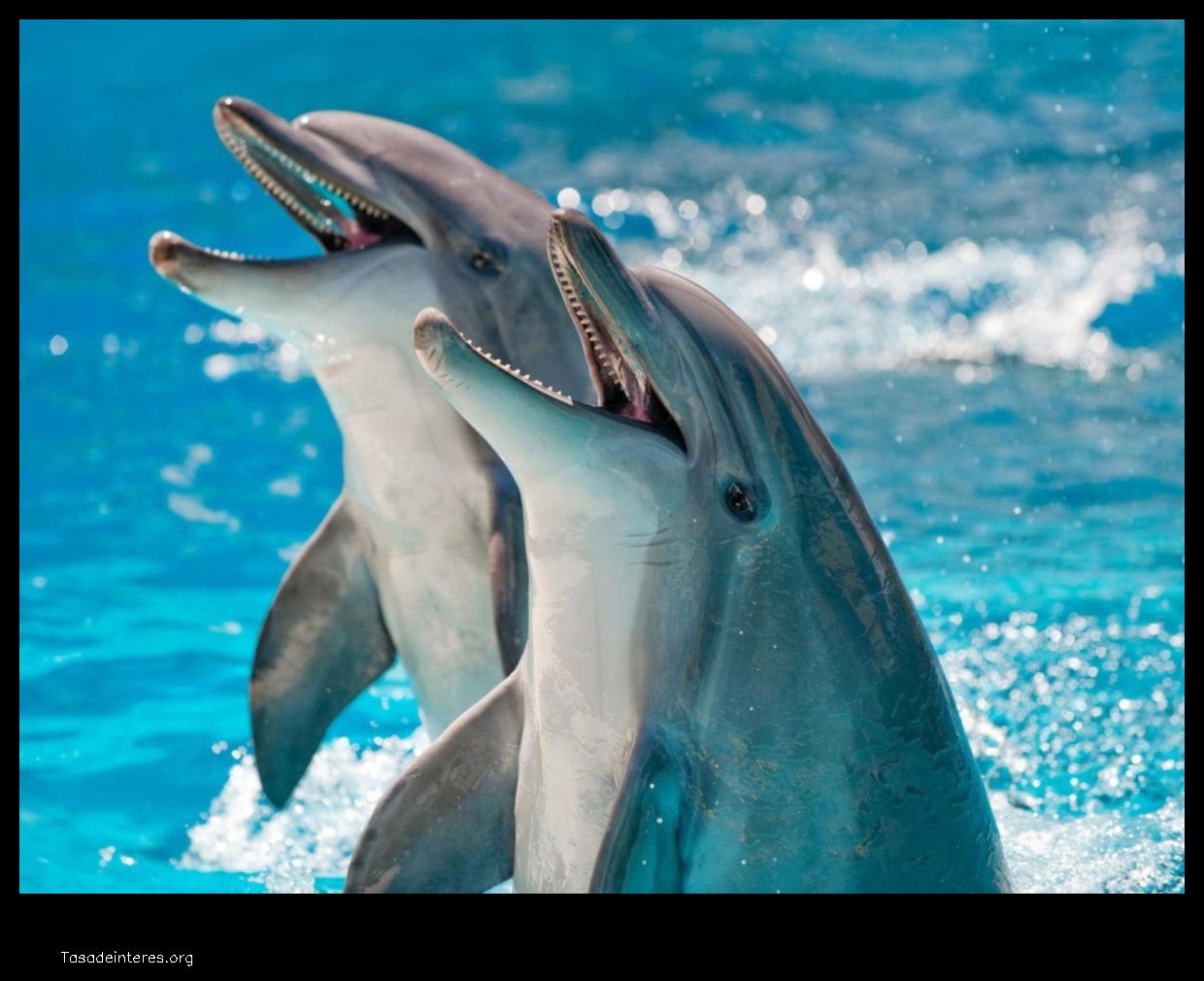 dolphins reddit