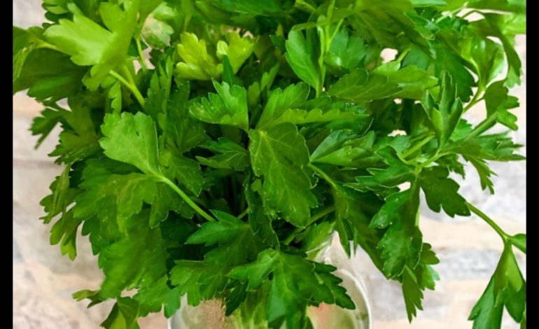 Parsley A Green Superfood
