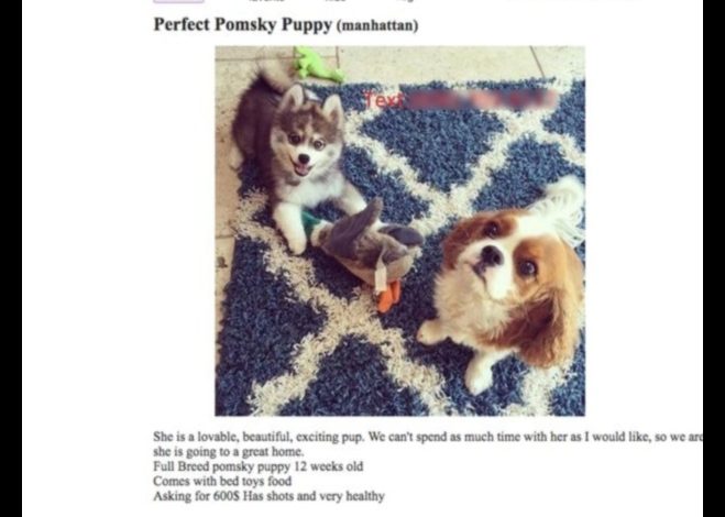 Pets on Craigslist A Guide to Finding the Perfect Match
