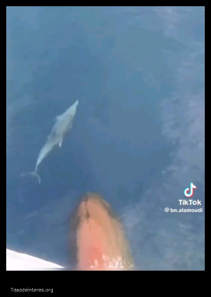 reddit dolphins