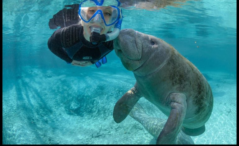 Snorkel with Manatees in Manatee Bay