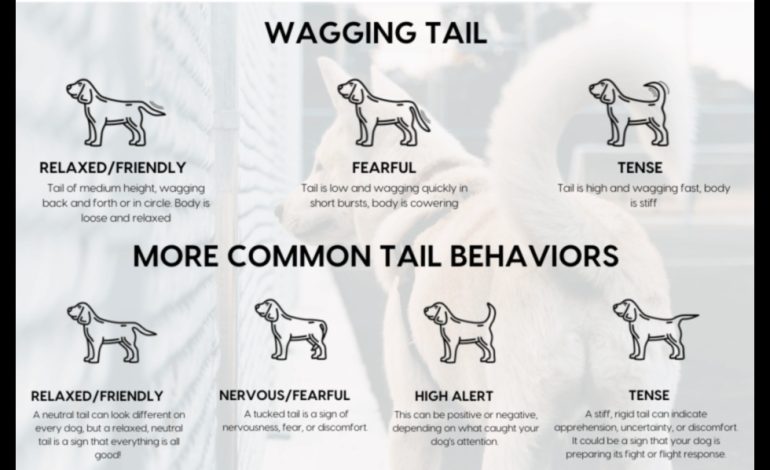The Perfect Tail for Your Dog