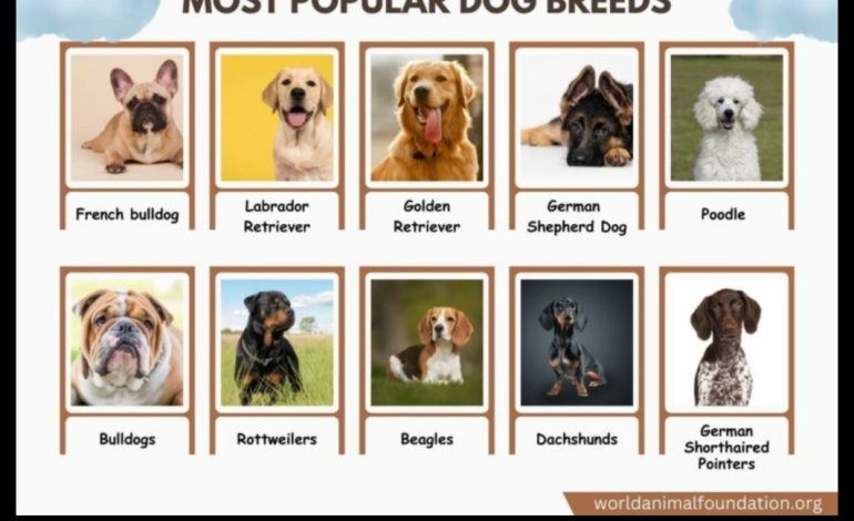 Wakeeney A Guide to the World’s Most Popular Dog Breed